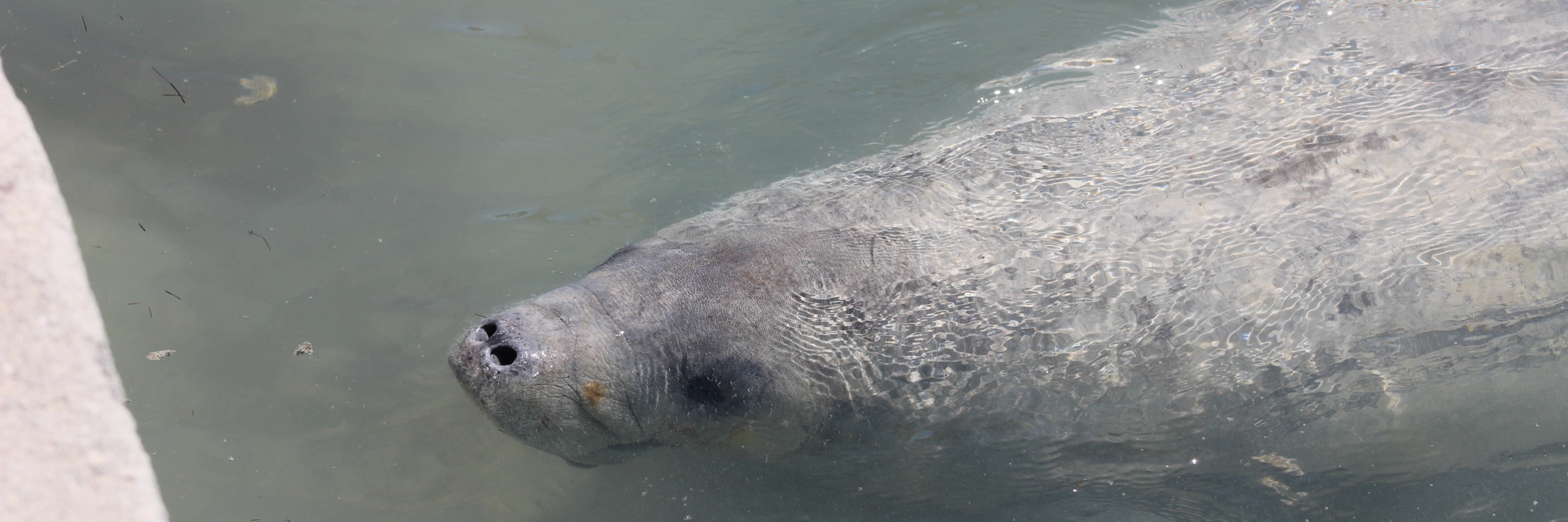 Antillean Manatee (Trichechus manatus manatus)